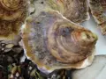 Primer plano de varios tipos de ostras gallegas y percebes, mostrando sus texturas y colores.