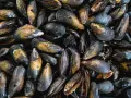 Montón de mejillones al vapor, listos para ser disfrutados. Sus conchas oscuras y doradas brillan, prometiendo un sabor marino delicioso.