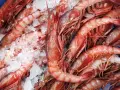 Un montón de gambas rojas frescas sobre hielo. Varias clases de gambas listas para cocinar.