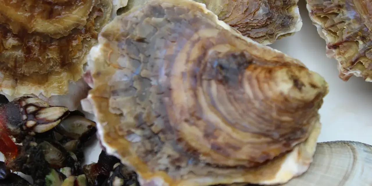 Primer plano de varios tipos de ostras gallegas y percebes, mostrando sus texturas y colores.