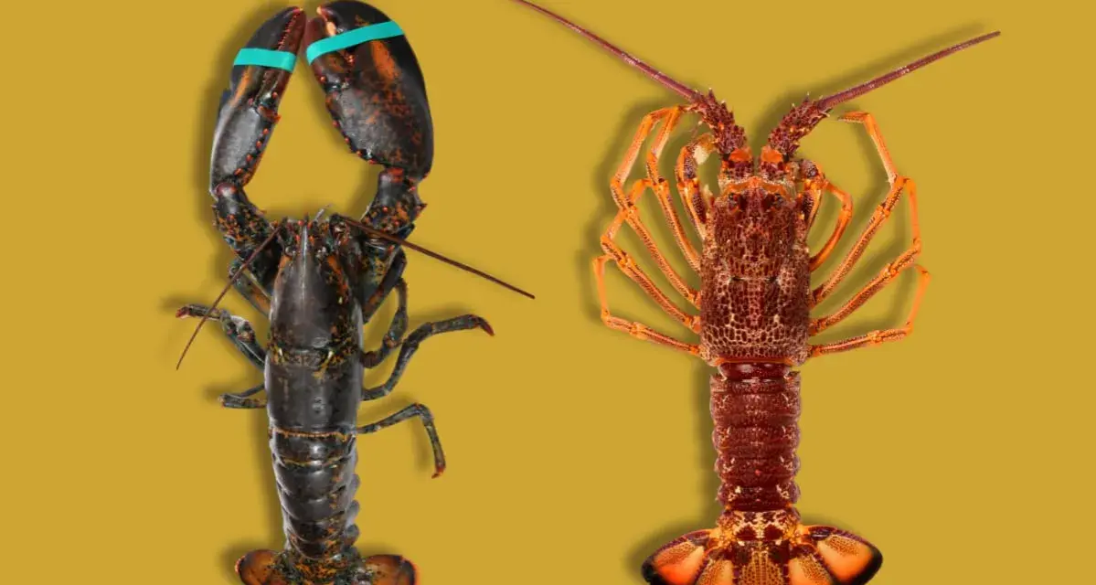 Un bogavante oscuro con pinzas y un lubrigante anaranjado, mostrando la diferencia entre ambos crustáceos.