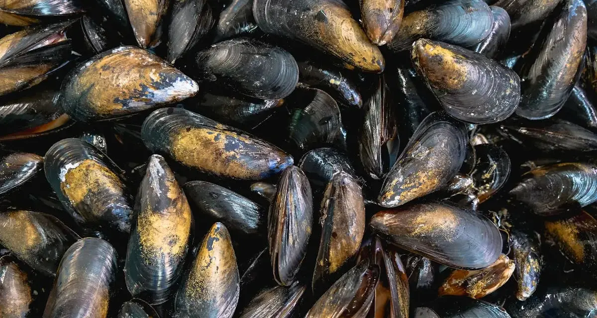 Montón de mejillones al vapor, listos para ser disfrutados. Sus conchas oscuras y doradas brillan, prometiendo un sabor marino delicioso.