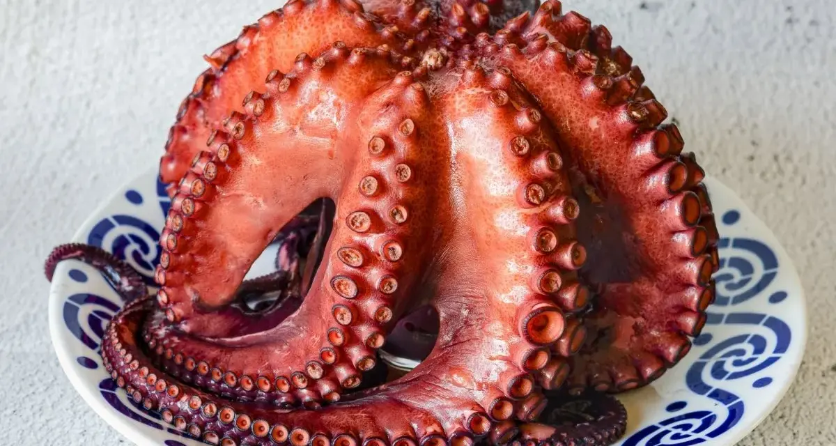 Pulpo cocido en plato, listo para calcular el tiempo de cocción del pulpo por kilo.