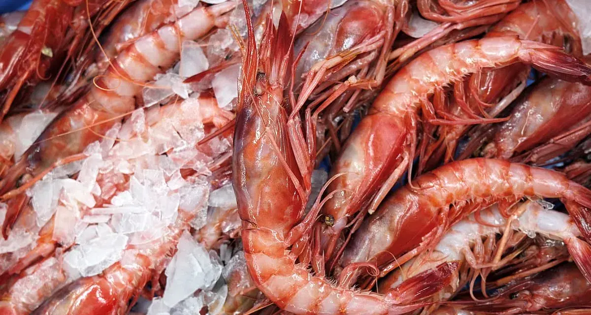 Un montón de gambas rojas frescas sobre hielo. Varias clases de gambas listas para cocinar.
