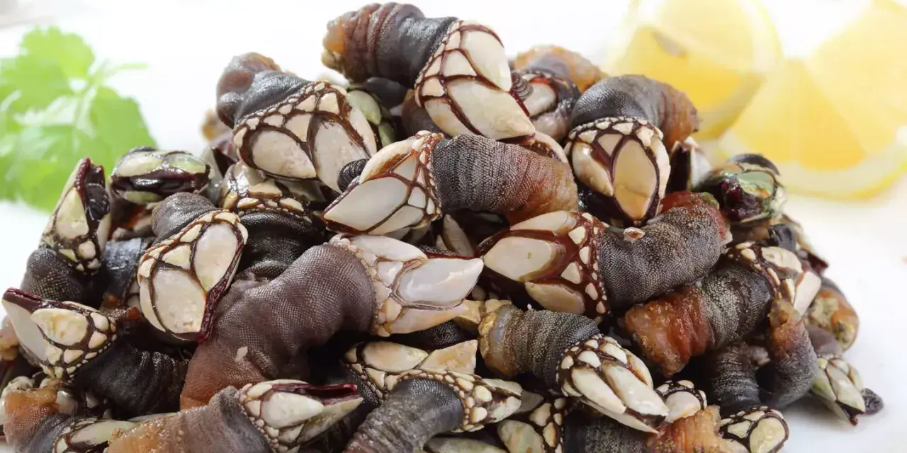 Montón de percebes frescos en un plato blanco, listos para cocinar. Se pueden congelar los percebes para disfrutarlos más tarde.