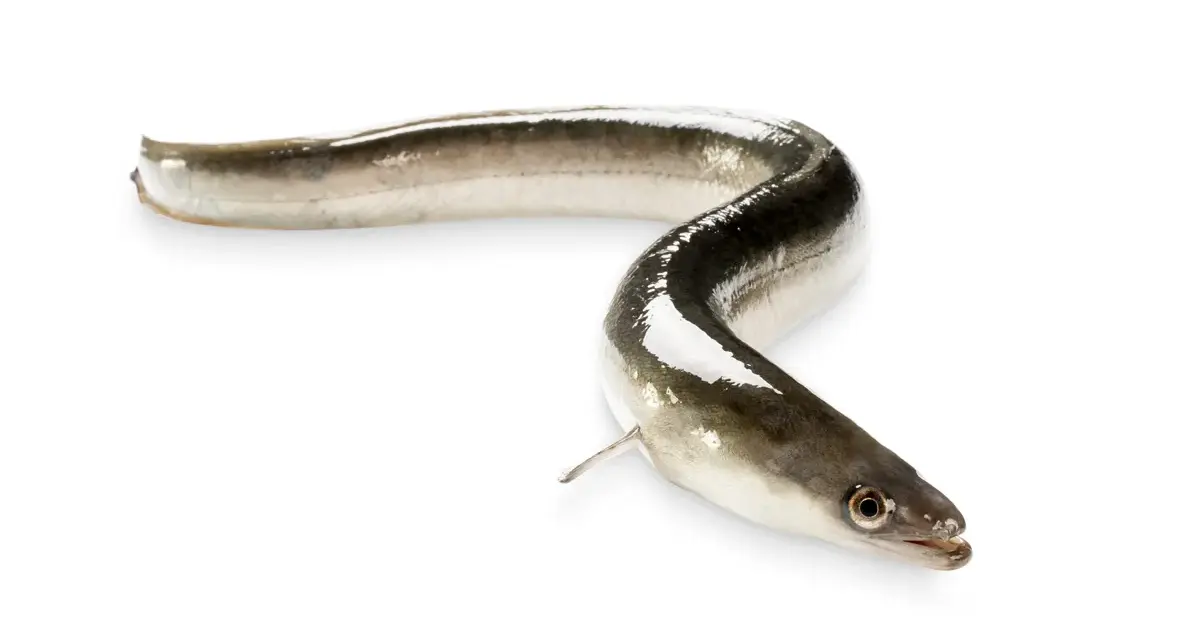 Unas angulas, pequeños peces plateados y oscuros, se retuercen sobre fondo blanco.