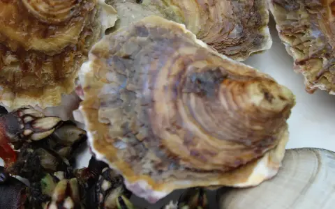 Primer plano de varios tipos de ostras gallegas y percebes, mostrando sus texturas y colores.