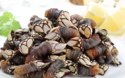 Montón de percebes frescos en un plato blanco, listos para cocinar. Se pueden congelar los percebes para disfrutarlos más tarde.