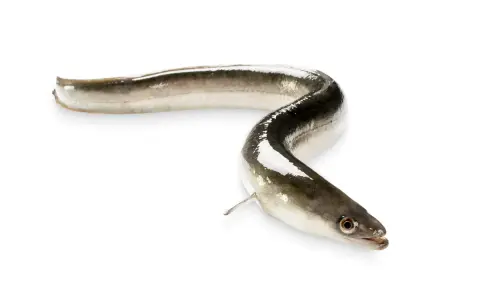 Unas angulas, pequeños peces plateados y oscuros, se retuercen sobre fondo blanco.