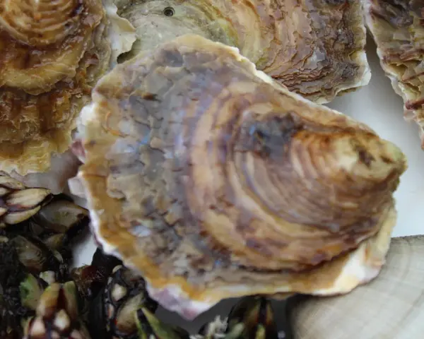 Primer plano de varios tipos de ostras gallegas y percebes, mostrando sus texturas y colores.