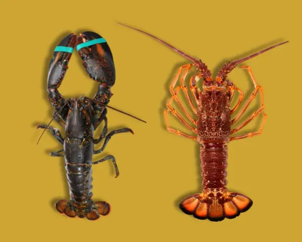 Un bogavante oscuro con pinzas y un lubrigante anaranjado, mostrando la diferencia entre ambos crustáceos.