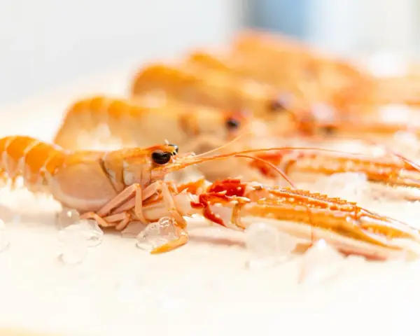 Cigalas al horno, listas para cocinar. Descubre el tiempo y temperatura perfectos para un plato exquisito.