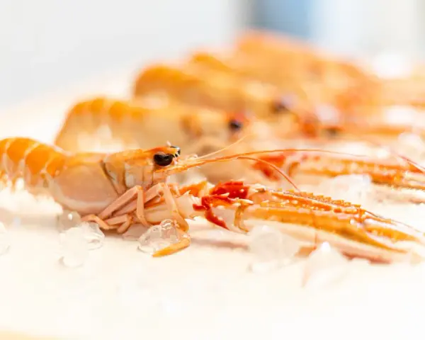 Cigalas congeladas al horno, listas para preparar un delicioso plato.