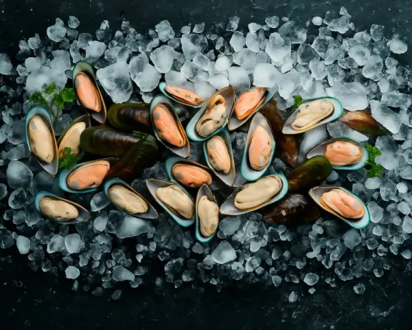 Mejillones frescos listos para congelar, sobre una cama de hielo picado. Su carne naranja y cremosa contrasta con sus conchas oscuras.