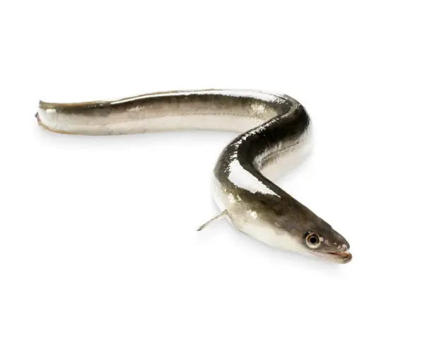 Unas angulas, pequeños peces plateados y oscuros, se retuercen sobre fondo blanco.