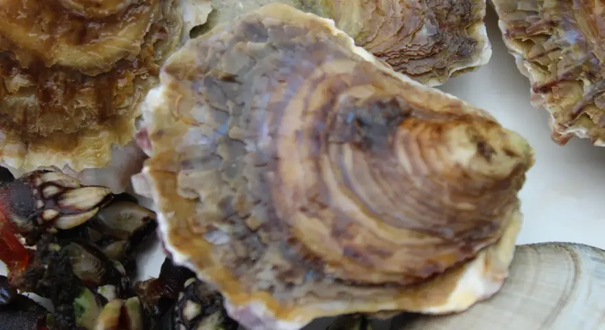 Primer plano de varios tipos de ostras gallegas y percebes, mostrando sus texturas y colores.