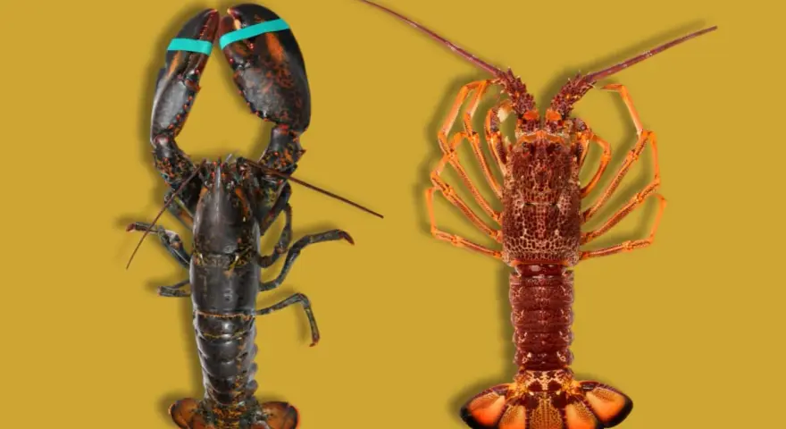 Un bogavante oscuro con pinzas y un lubrigante anaranjado, mostrando la diferencia entre ambos crustáceos.