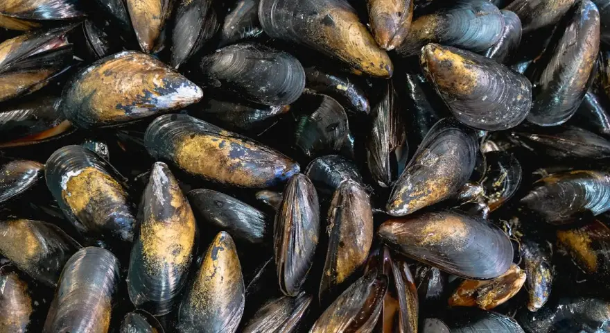 Montón de mejillones al vapor, listos para ser disfrutados. Sus conchas oscuras y doradas brillan, prometiendo un sabor marino delicioso.