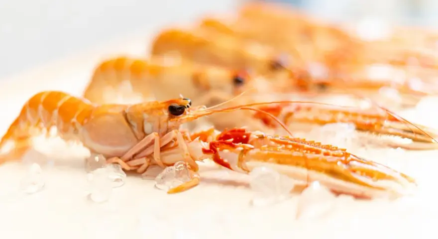 Cigalas congeladas al horno, listas para preparar un delicioso plato.