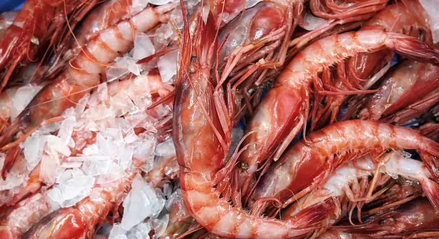 Un montón de gambas rojas frescas sobre hielo. Varias clases de gambas listas para cocinar.