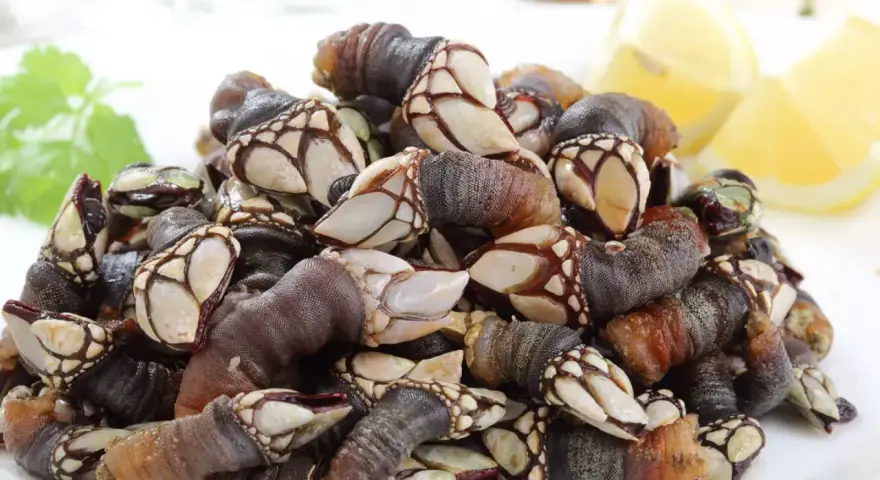 Montón de percebes frescos en un plato blanco, listos para cocinar. Se pueden congelar los percebes para disfrutarlos más tarde.
