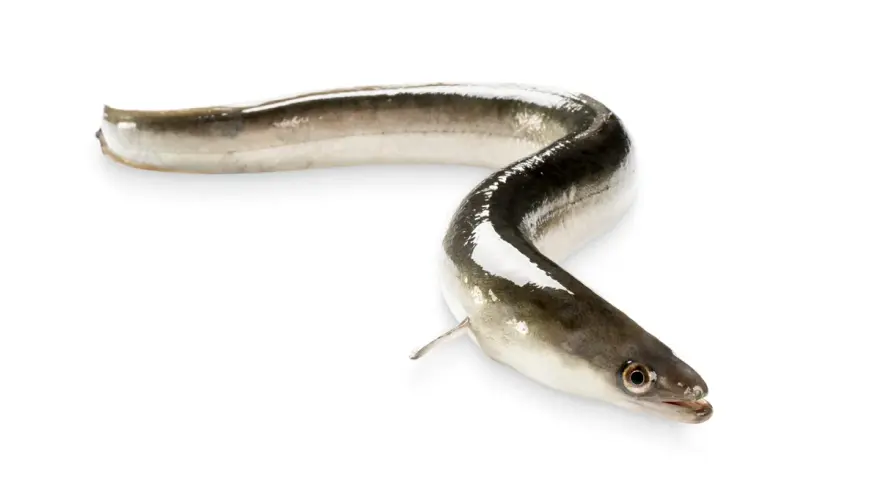 Unas angulas, pequeños peces plateados y oscuros, se retuercen sobre fondo blanco.