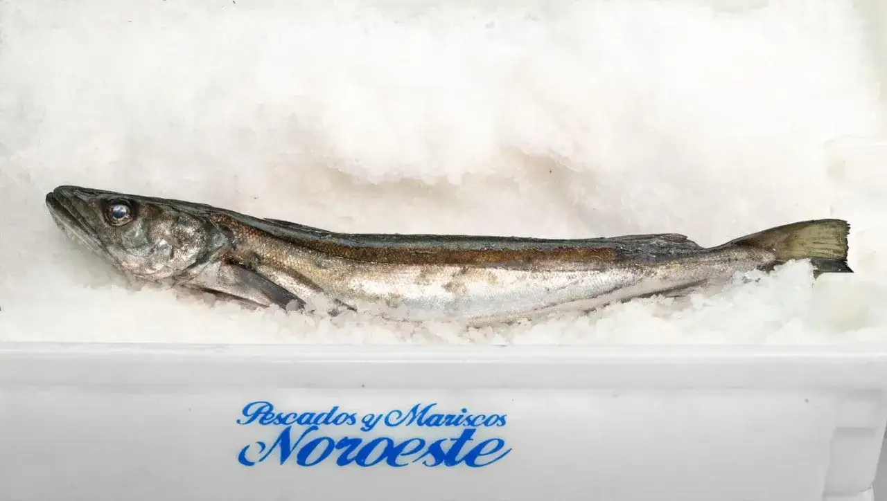 Merluza de pincho fresca sobre hielo. Este pescado, conocido por su calidad, se presenta en un envase de 