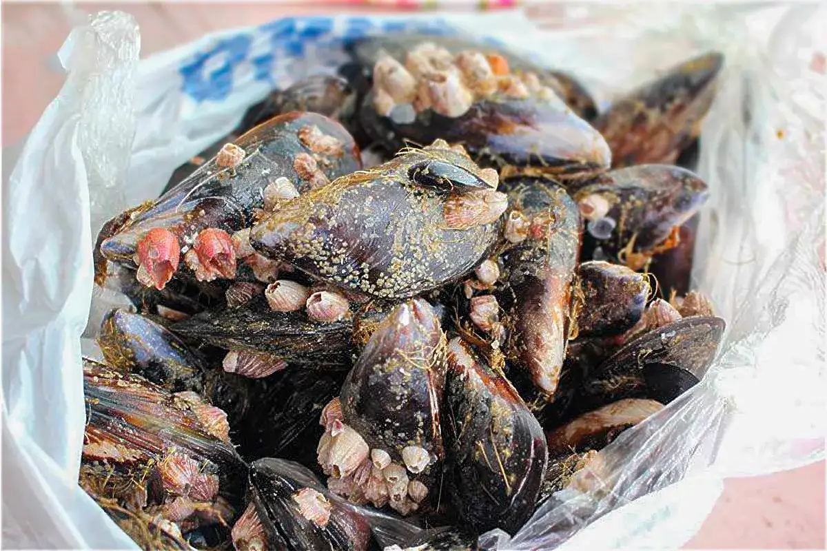 Un mont&oacute;n de mejillones frescos con percebes adheridos, listos para congelar.