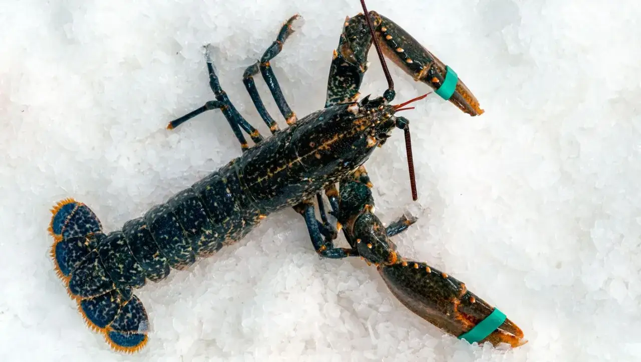 Bogavante oscuro sobre hielo. La diferencia entre lubrigante y bogavante es sutil, pero este es un bogavante.