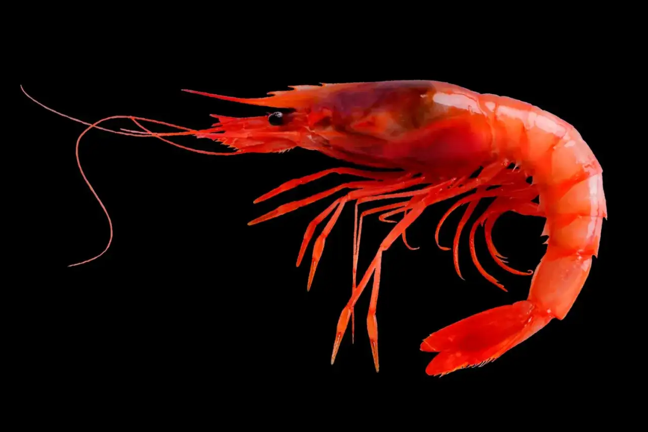 Un gamba roja vibrante, un ejemplo de los diversos tipos de gambas rojas, posa contra un fondo negro.